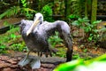 One winged rescued Pelican, Belize Zoo Royalty Free Stock Photo