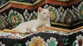 Freedom Of Living One White Cat Relaxtion on Colored Glazed Tiles In Local Pagoda Royalty Free Stock Photo