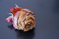 One withered pink rose bud lies on a black background Royalty Free Stock Photo