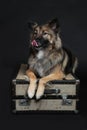 Wolfsspitz lying on black background on suitcase Royalty Free Stock Photo