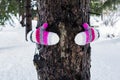 One woman behind a pine trunk hugging it with warm and colorful knitted gloves. Snow natural landscape scenic woods forest and