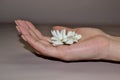 One woman`s hand holding daisy flower. Conceptual photo of woman beauty care Royalty Free Stock Photo