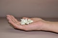 One woman`s hand holding daisy flower. Conceptual photo of woman beauty care with copy space Royalty Free Stock Photo