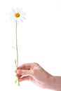 One women hand holding chamomile flower