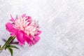 One wonderful fresh pink peony flower is lying on textured grey background with copy space