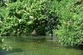 Comal Springs River