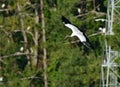 One wood stork flying with a twig Royalty Free Stock Photo