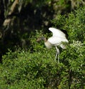 One wood stork standing on a bush