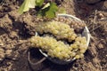 One wooden bucket full of grapes on the ground in a vineyard. From above. Royalty Free Stock Photo