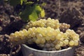 One wooden bucket full of grapes on the ground in a vineyard. Close up. Royalty Free Stock Photo