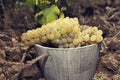 One wooden bucket full of grapes on the ground in a vineyard. Juicy clusters. Royalty Free Stock Photo