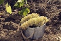 One wooden bucket full of grapes on the ground in a vineyard. Royalty Free Stock Photo