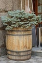 One wooden flowerpot from a brown barrel with one decorative tree blue spruce