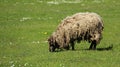 One Woolly Sheep Graze With Happiness