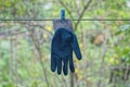 One work glove made of blue rubber and gray fabric hang on a wire Royalty Free Stock Photo