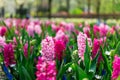 Flower gardens in the Netherlands during spring. Close up of blooming flowerbeds of tulips, hyacinths, narcissus