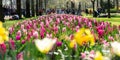 Flower gardens in the Netherlands during spring. Close up of blooming flowerbeds of tulips, hyacinths, narcissus