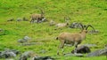 Three adult male bighorn goats