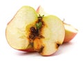 One wormy apple Royalty Free Stock Photo