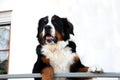 One year old bernese mountain dog Royalty Free Stock Photo