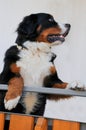 One year old bernese mountain dog Royalty Free Stock Photo