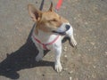 One year old Jack Russell already shows obedience