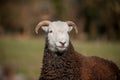 A one year old male herdwick lamb with horns