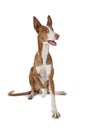 One year old Podenco ibicenco dog isolated on white Royalty Free Stock Photo