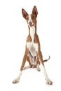 One year old Podenco ibicenco dog over white