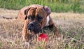 Dog breed boxer with red ball Royalty Free Stock Photo