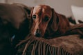 One-year-old smooth brown dachshund dog sitting on the cushions and a throw on a sofa inside the apartment, looking in the camera. Royalty Free Stock Photo