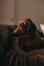 One year old smooth brown dachshund dog sitting on the cushions and a throw on a sofa inside the apartment, looking to the side. Royalty Free Stock Photo