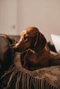 One year old smooth brown dachshund dog sitting on the cushions and a throw on a sofa inside the apartment, looking to the side. Royalty Free Stock Photo