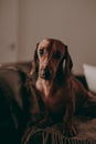 One-year-old smooth brown dachshund dog standing on a sofa inside an apartment, looking in the camera. Royalty Free Stock Photo