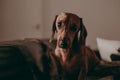 One-year-old smooth brown dachshund dog standing on a sofa inside an apartment, looking in the camera. Royalty Free Stock Photo