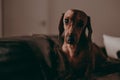 One-year-old smooth brown dachshund dog standing on a sofa inside an apartment, looking in the camera. Royalty Free Stock Photo