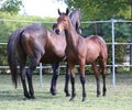 Warmblood chestnut mare and filly enjoy green grass together at equestrian centre summertime Royalty Free Stock Photo