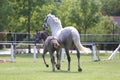 Warmblood chestnut mare and filly enjoy green grass together at equestrian centre summertime Royalty Free Stock Photo