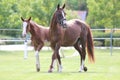 Warmblood chestnut mare and filly enjoy green grass together at equestrian centre summertime Royalty Free Stock Photo