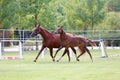 Warmblood chestnut mare and filly enjoy green grass together at equestrian centre summertime Royalty Free Stock Photo