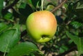 One yellow apple hanging in a tree Royalty Free Stock Photo