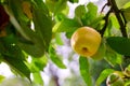 One yellow apple on an orchard tree with green leaves. Golden delicious organic fruit growing on a cultivated or Royalty Free Stock Photo