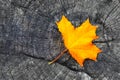 One yellow autumn fall maple leaf on gray wooden rustic background with copy space. Beautiful autumn background with colored Royalty Free Stock Photo