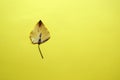 One yellow autumn leaf on a yellow background, copy space Royalty Free Stock Photo