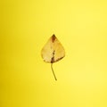 One yellow autumn leaf on a yellow background, copy space Royalty Free Stock Photo