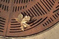 One yellow autumn leaf fallen onto rusty metal street grate abstract pattern background Royalty Free Stock Photo