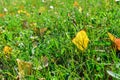 One yellow autumn leaf on green grass in the rays of sunlight. Royalty Free Stock Photo