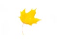 one yellow autumn leaf isolated on white background Royalty Free Stock Photo