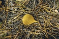 One yellow autumn leaf Royalty Free Stock Photo