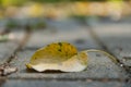 one yellow autumn leaf Royalty Free Stock Photo